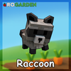 Raccoon